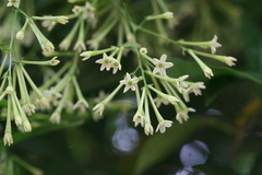 Cestrum nocturnum